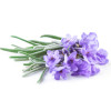 Ulei esential de Lavanda BIO, Life Care®